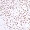 CCCTC-Binding Factor antibody, A300-543A, Bethyl Labs, Immunohistochemistry frozen image 