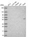 Poly(A) RNA polymerase GLD2 antibody, HPA054468, Atlas Antibodies, Western Blot image 