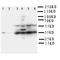 Podoplanin antibody, LS-C312828, Lifespan Biosciences, Western Blot image 