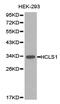 Hematopoietic Cell-Specific Lyn Substrate 1 antibody, TA327309, Origene, Western Blot image 