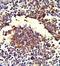 Complement C7 antibody, GTX80456, GeneTex, Immunohistochemistry paraffin image 