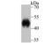 Leucine Rich Alpha-2-Glycoprotein 1 antibody, NBP2-75555, Novus Biologicals, Western Blot image 
