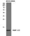 Vesicle Associated Membrane Protein 1 antibody, STJ96215, St John