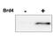 Cyclin Dependent Kinase 9 antibody, TA319416, Origene, Western Blot image 