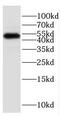 Steroid hormone receptor ERR2 antibody, FNab02871, FineTest, Western Blot image 