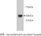 FAT Atypical Cadherin 1 antibody, MBS355158, MyBioSource, Western Blot image 