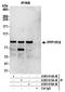 Protein Phosphatase 1 Regulatory Subunit 18 antibody, A305-615A-M, Bethyl Labs, Immunoprecipitation image 