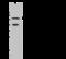 Keratin 6A antibody, 107108-T32, Sino Biological, Western Blot image 