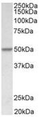 Programmed Cell Death 4 antibody, AP32008PU-N, Origene, Western Blot image 