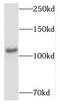 MYCBP Associated Protein antibody, FNab05458, FineTest, Western Blot image 