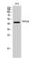 Pipecolic Acid And Sarcosine Oxidase antibody, STJ95101, St John