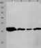 Tyrosine 3-Monooxygenase/Tryptophan 5-Monooxygenase Activation Protein Theta antibody, TA322463, Origene, Western Blot image 