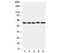 Myocyte-specific enhancer factor 2A antibody, R30921, NSJ Bioreagents, Western Blot image 