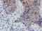 Myoneurin antibody, NBP2-03899, Novus Biologicals, Immunohistochemistry frozen image 