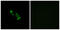 Olfactory Receptor Family 10 Subfamily V Member 1 antibody, GTX87604, GeneTex, Immunofluorescence image 