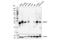 Insulin Like Growth Factor Binding Protein 7 antibody, 64563S, Cell Signaling Technology, Western Blot image 