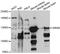 Paired amphipathic helix protein Sin3b antibody, abx126549, Abbexa, Western Blot image 