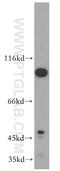 Histocompatibility Minor 13 antibody, 20416-1-AP, Proteintech Group, Western Blot image 