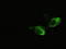 Neurogenin 3 antibody, LS-C784186, Lifespan Biosciences, Immunofluorescence image 
