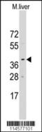 Lefty protein antibody, LS-C100883, Lifespan Biosciences, Western Blot image 