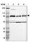 Cysteinyl-tRNA synthetase, cytoplasmic antibody, HPA002384, Atlas Antibodies, Western Blot image 