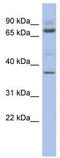Metal Response Element Binding Transcription Factor 2 antibody, TA335662, Origene, Western Blot image 