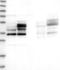 F-Box Protein 7 antibody, NBP1-84713, Novus Biologicals, Western Blot image 