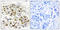 MAP3K6 antibody, LS-C118734, Lifespan Biosciences, Immunohistochemistry frozen image 