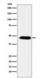 Proliferation-Associated 2G4 antibody, M02791-1, Boster Biological Technology, Western Blot image 