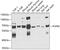 Poly(U)-binding-splicing factor PUF60 antibody, GTX33446, GeneTex, Western Blot image 