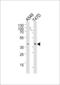 DNA excision repair protein ERCC-1 antibody, LS-C204056, Lifespan Biosciences, Western Blot image 
