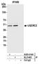 Ubiquinol-Cytochrome C Reductase Core Protein 2 antibody, A305-414A, Bethyl Labs, Immunoprecipitation image 