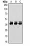 Dual Specificity Phosphatase 6 antibody, orb323259, Biorbyt, Western Blot image 