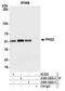 Egl-9 Family Hypoxia Inducible Factor 1 antibody, A300-322A, Bethyl Labs, Immunoprecipitation image 