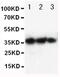 Erythropoietin antibody, PA5-79212, Invitrogen Antibodies, Western Blot image 