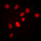 CCAAT Enhancer Binding Protein Beta antibody, LS-C358457, Lifespan Biosciences, Immunofluorescence image 