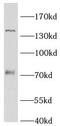 KN motif and ankyrin repeat domain-containing protein 1 antibody, FNab04463, FineTest, Western Blot image 
