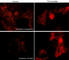 Cadherin 2 antibody, CP1801, ECM Biosciences, Immunocytochemistry image 