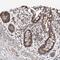 Transcription Factor B1, Mitochondrial antibody, NBP2-13429, Novus Biologicals, Immunohistochemistry frozen image 