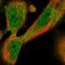 Dermokine antibody, HPA029406, Atlas Antibodies, Immunofluorescence image 
