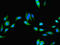 UFM1 Specific Peptidase 2 antibody, LS-C380012, Lifespan Biosciences, Immunofluorescence image 