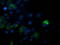 Peptide Deformylase, Mitochondrial antibody, LS-C173001, Lifespan Biosciences, Immunofluorescence image 