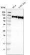 CD276 Molecule antibody, HPA017139, Atlas Antibodies, Western Blot image 