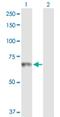 H2.0-like homeobox protein antibody, H00003142-D01P, Novus Biologicals, Western Blot image 