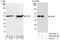 Eukaryotic translation initiation factor 3 subunit E antibody, A302-985A, Bethyl Labs, Western Blot image 