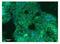 Symplekin antibody, GTX46952, GeneTex, Immunofluorescence image 