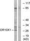 Olfactory Receptor Family 10 Subfamily X Member 1 (Gene/Pseudogene) antibody, TA316090, Origene, Western Blot image 