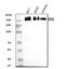 Nucleoporin 210 antibody, A05308, Boster Biological Technology, Western Blot image 
