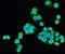 Coiled-Coil Domain Containing 83 antibody, orb73852, Biorbyt, Immunofluorescence image 