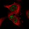 Pseudouridine Synthase 7 Like antibody, HPA056203, Atlas Antibodies, Immunofluorescence image 